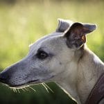 Assurance maladie pour chien : les erreurs à ne pas commettre ?