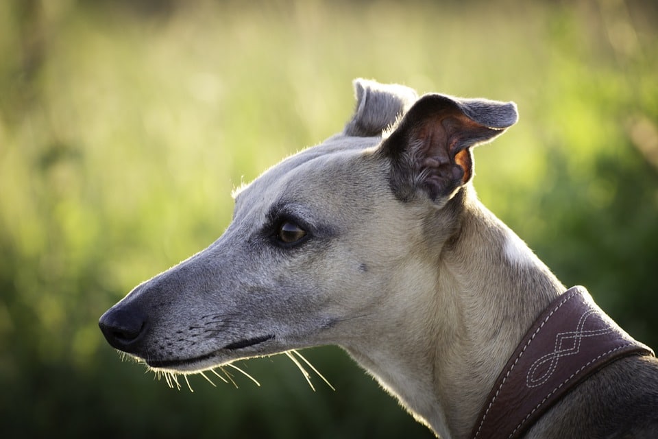 Assurance maladie pour chien